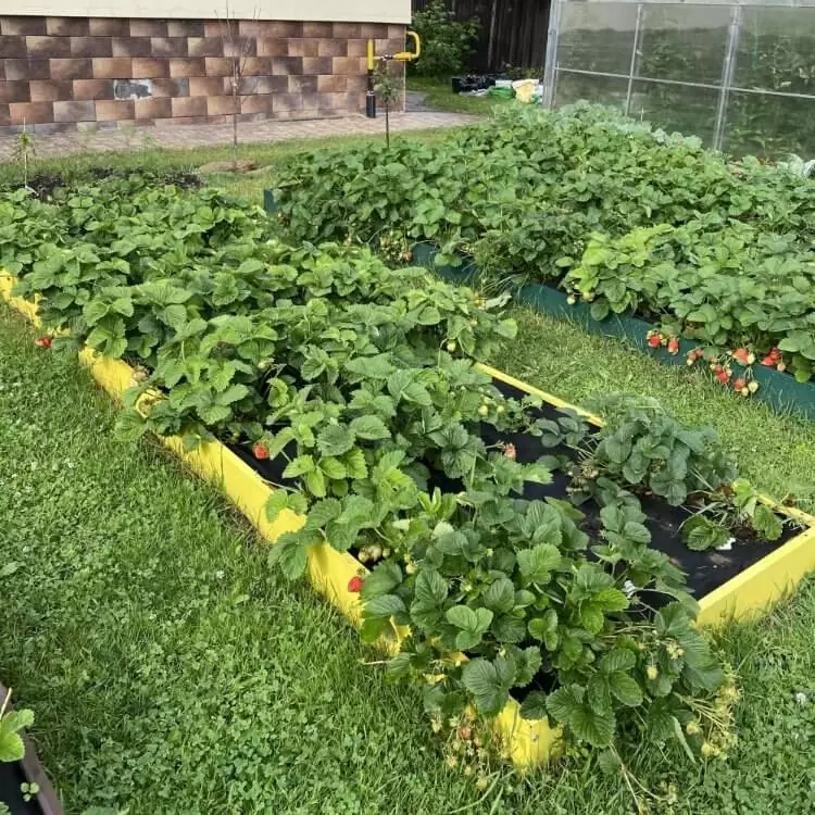 Грядка желтая (0,5 х 6)